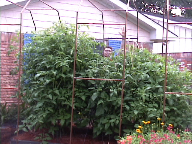The Tomato Patch
